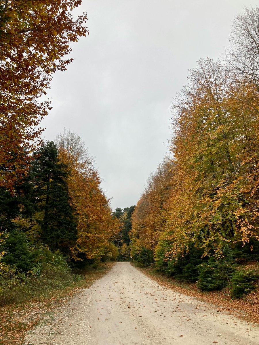 محمد حسن tweet media