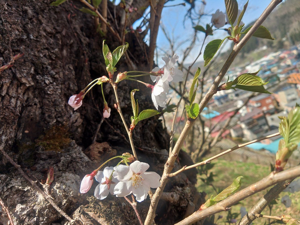 カメさん tweet media