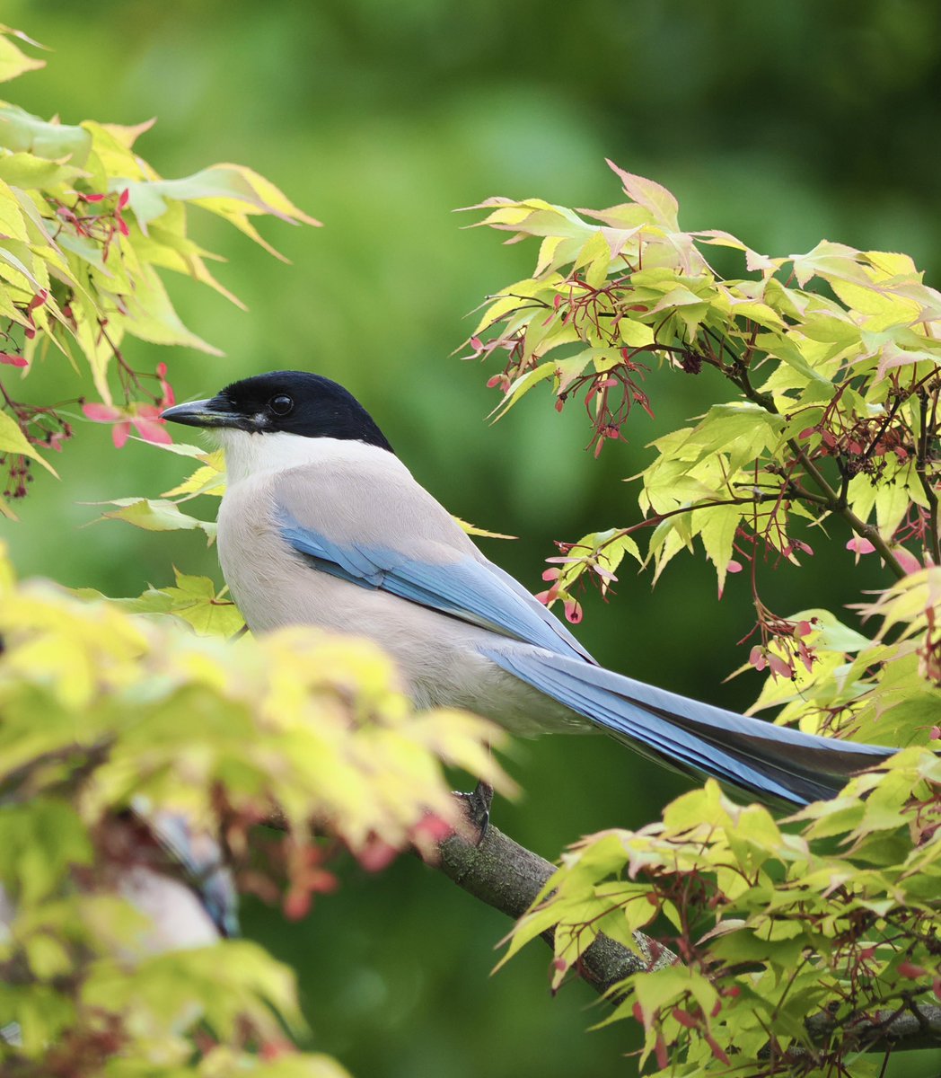 アンダーシュート🍃 tweet media