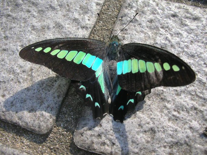 honky_tonk's tweet image. 【論理的思考】
(1) 未整備の段階
(2) 膨らみ人格の主となる。怖れと欲が行動原理
(3) 脇へと下がり、魂からもたらされる意識・エネルギーを行動に移す際の実務スタッフとして機能する

(2)と(3)の間には、"芋虫が蝶に成る如き"断絶が存在します
一時的な無力化を受容されて下さい。
#evolution #進化