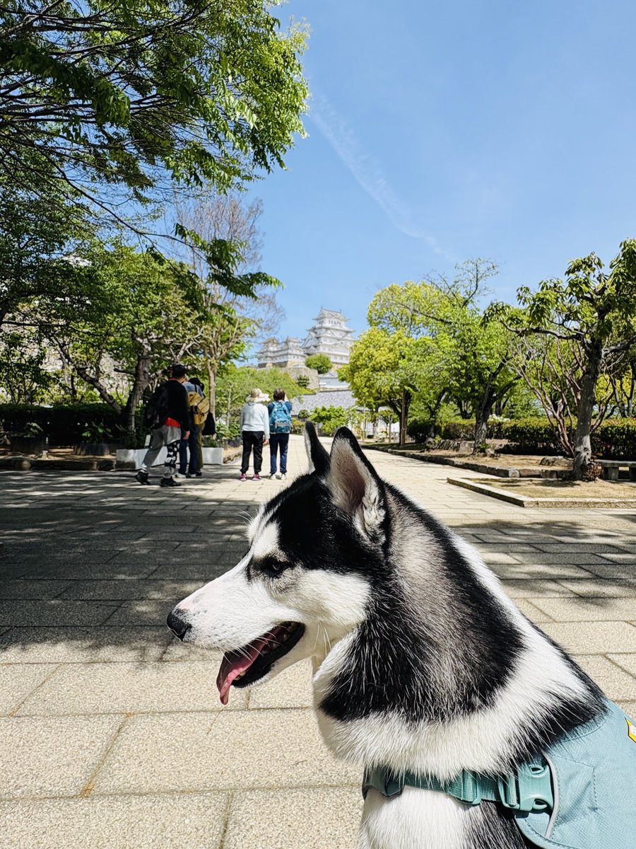 SCREEN 犬猫 tweet media