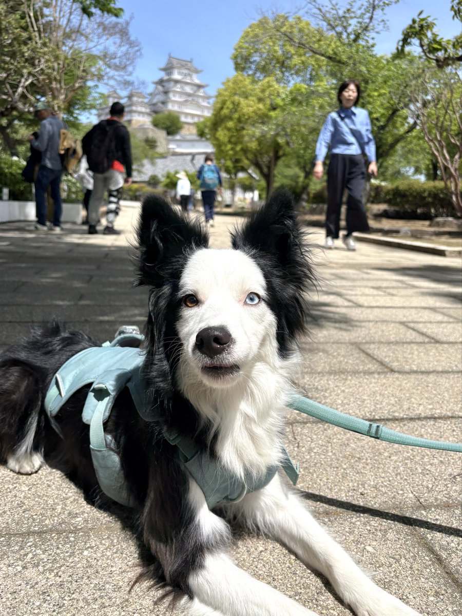 SCREEN 犬猫 tweet media