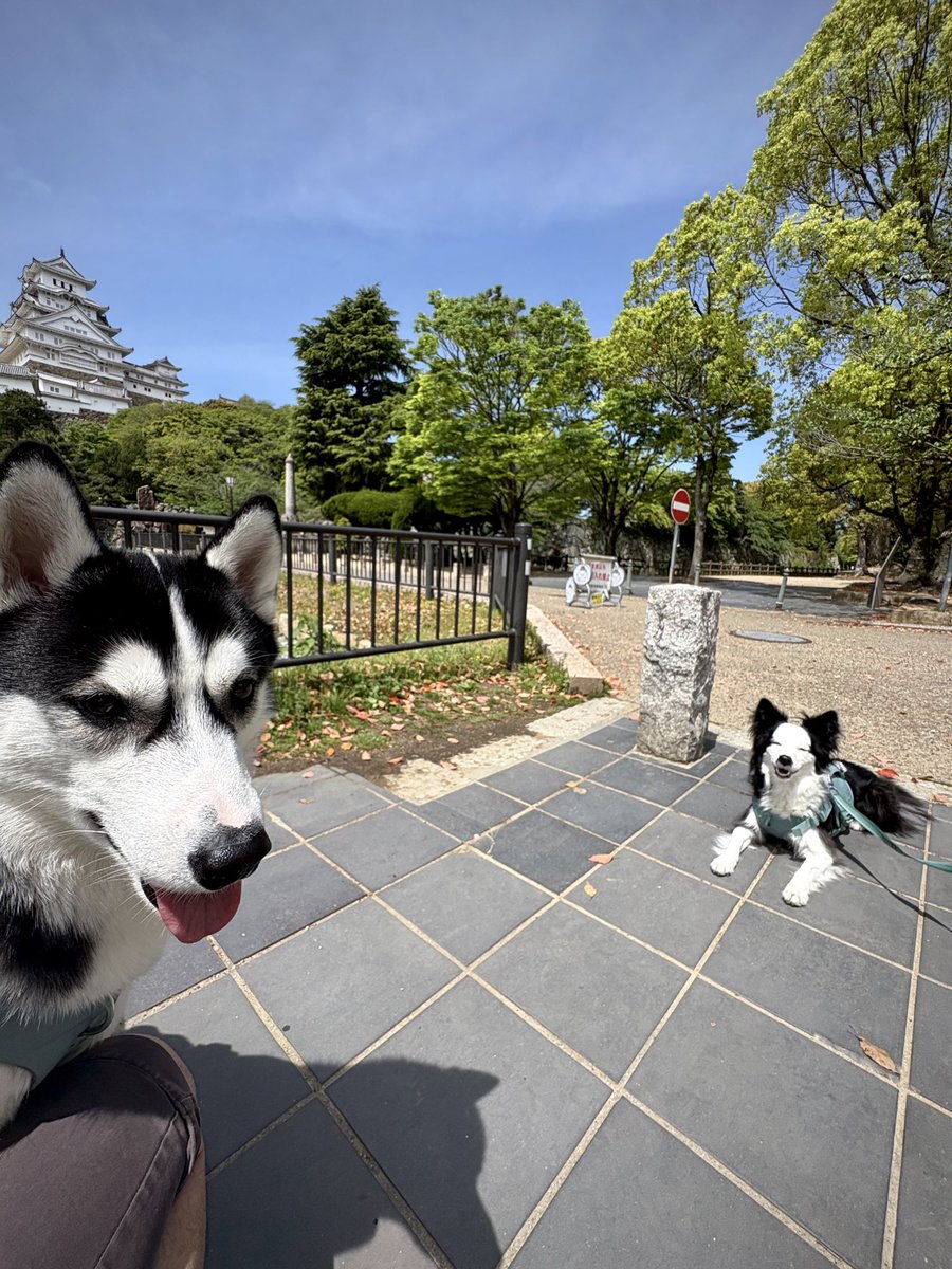 SCREEN 犬猫 tweet media