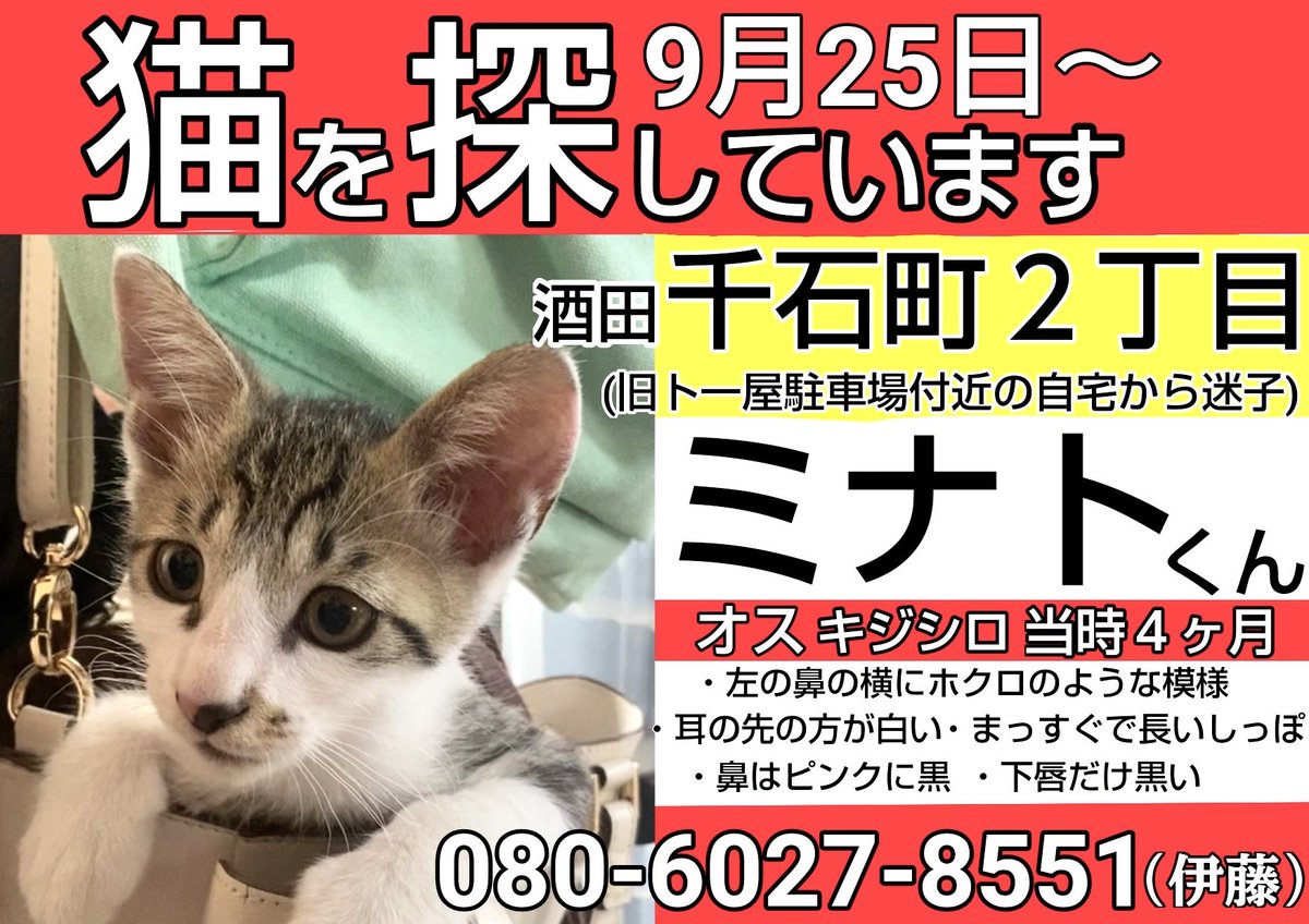 【酒田】迷子猫のミナトを探しています tweet media