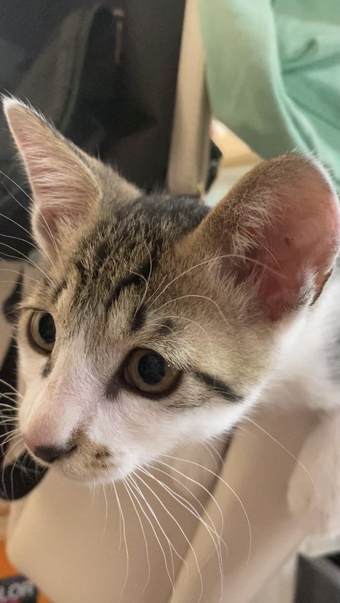 【酒田】迷子猫のミナトを探しています tweet media