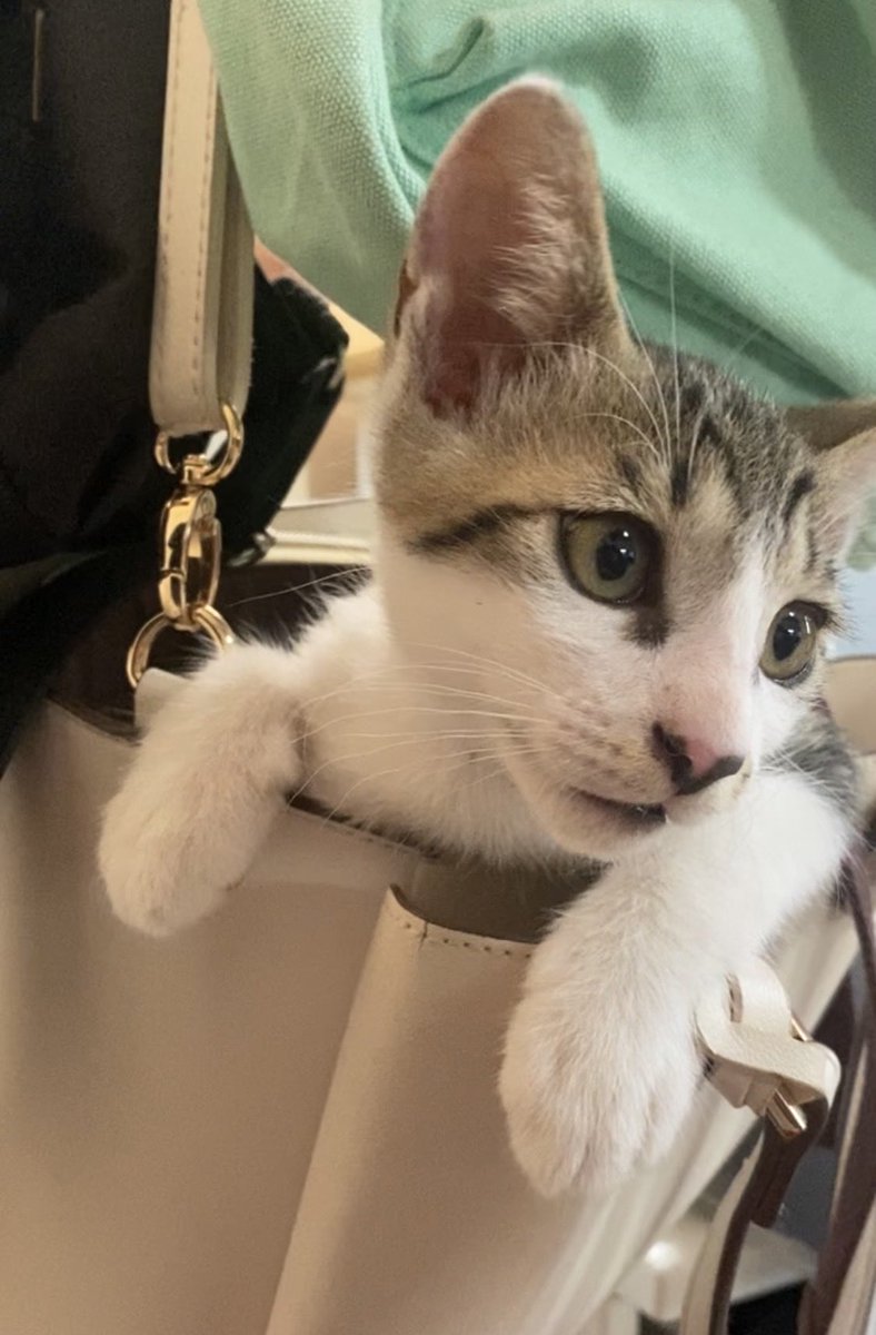 【酒田】迷子猫のミナトを探しています tweet media