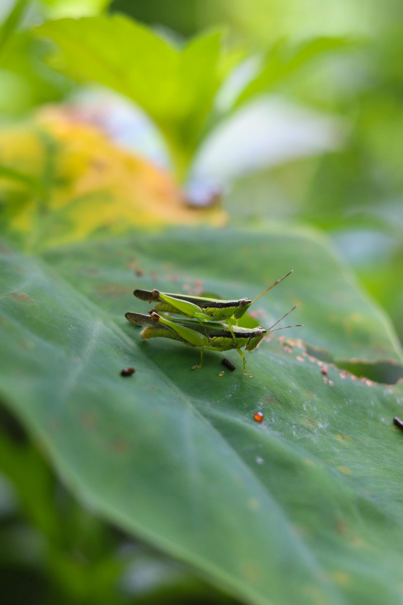 MUHAMMAD MONE LADIH tweet media