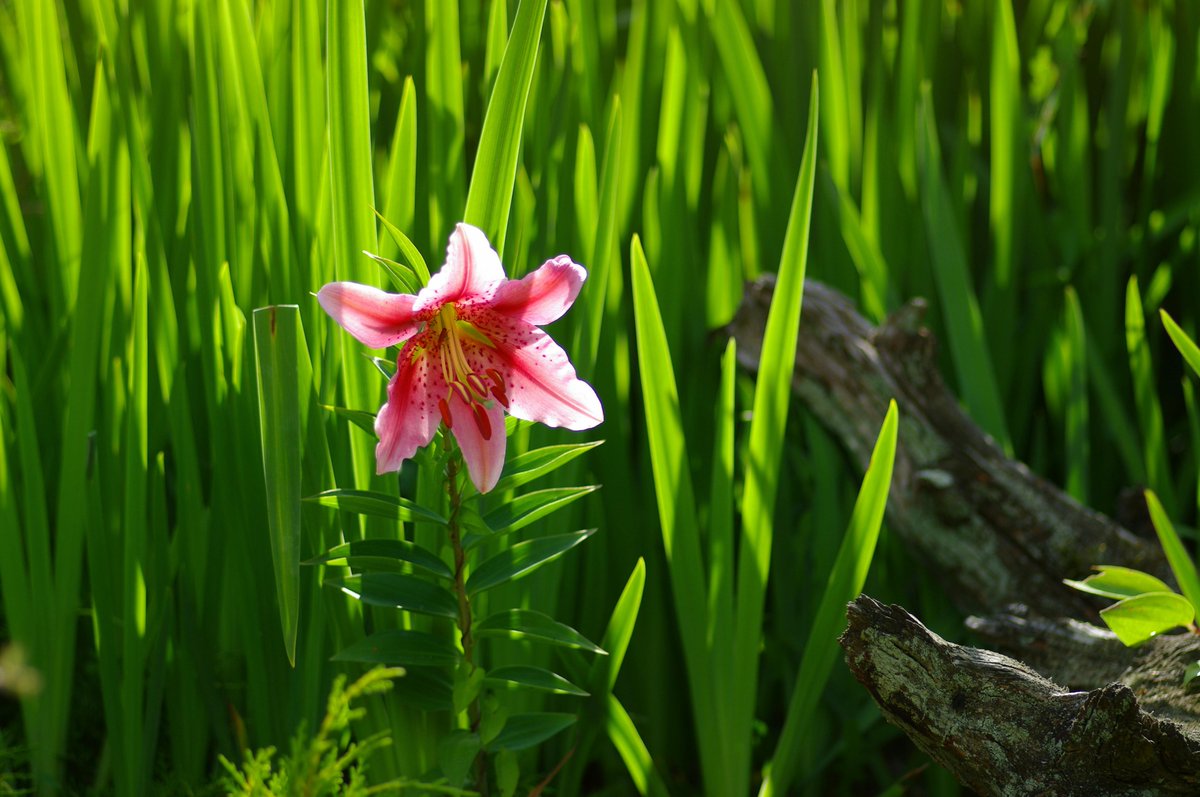 savannah tweet media