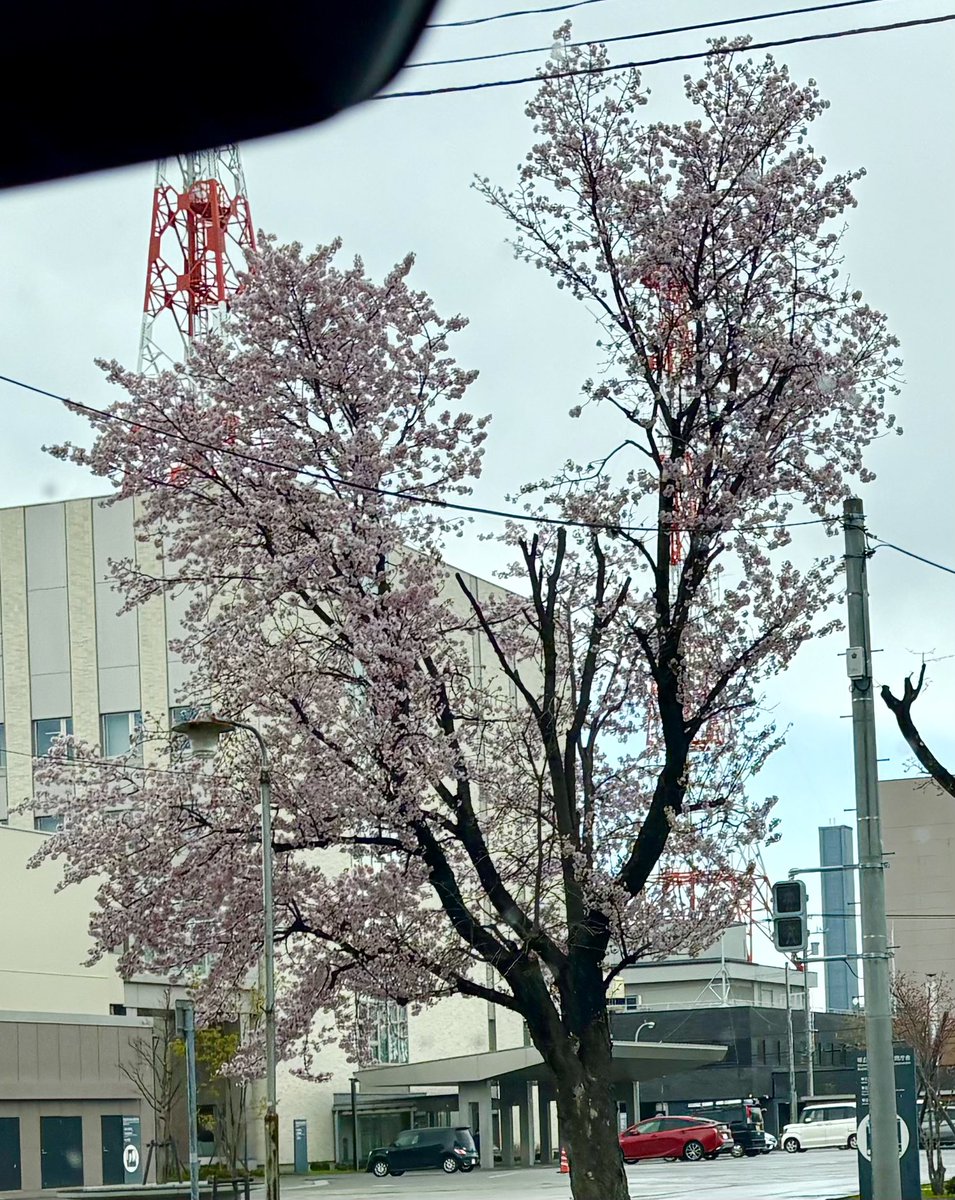 佐藤 真弓(まゆたん) tweet media