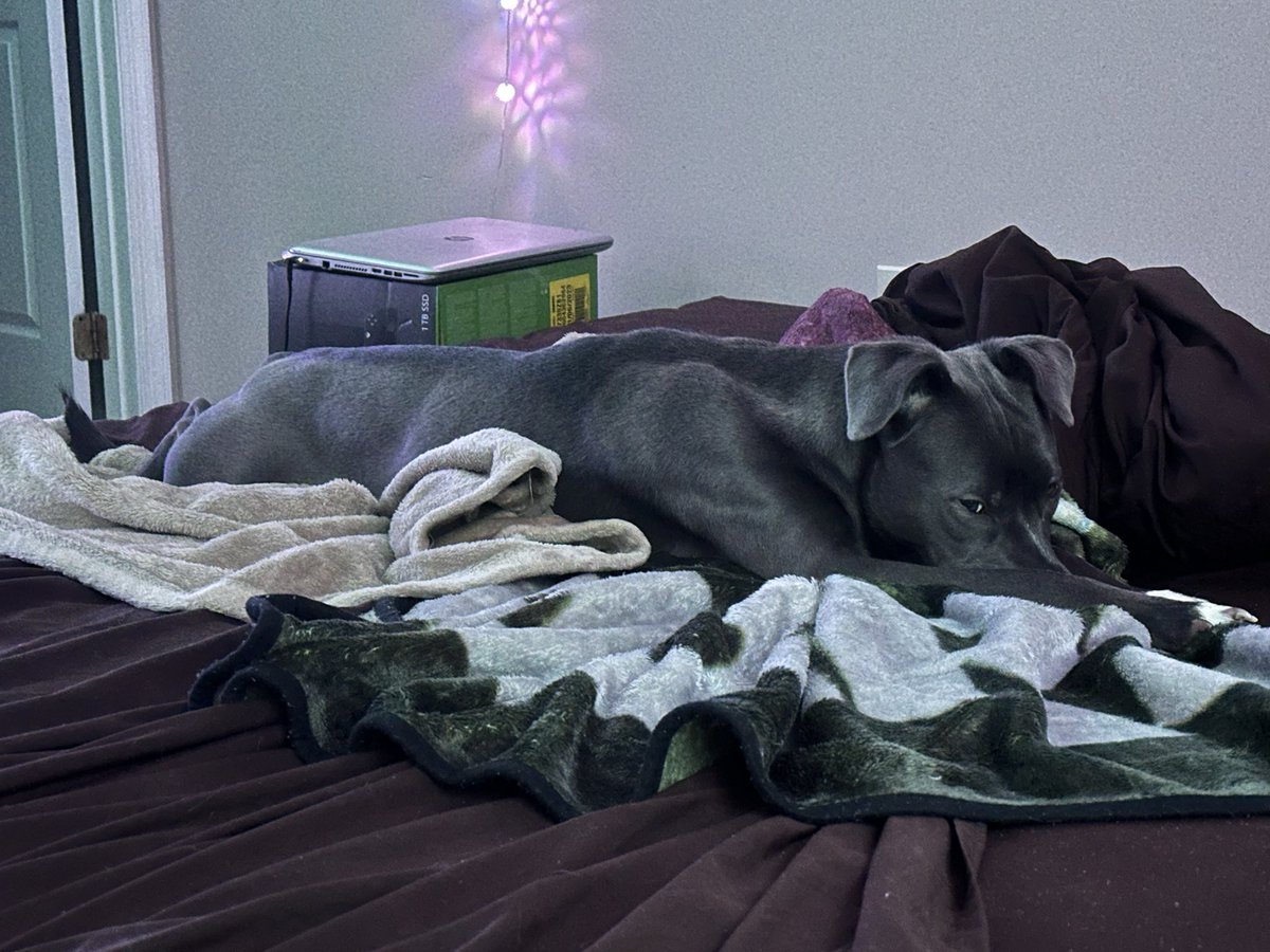 SolaceSays's tweet image. Did she wreck my bed? Yes.

Do I love her anyway? Also yes.

How did this turn into a Kota appreciation post??
#DogMom