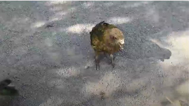 بمنقار مكسور… ببغاء يتحدى الجميع ويصبح الأقوى eltelegraph.com/?p=90297بمنقار مكسور… ببغاء يتحدى الجميع ويصبح الأقوى eltelegraph.com/?p=90297