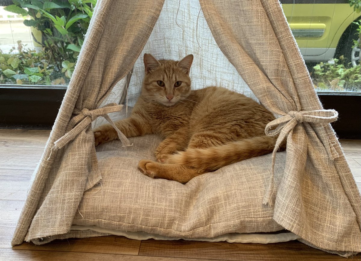 保護猫カフェうたたね tweet media