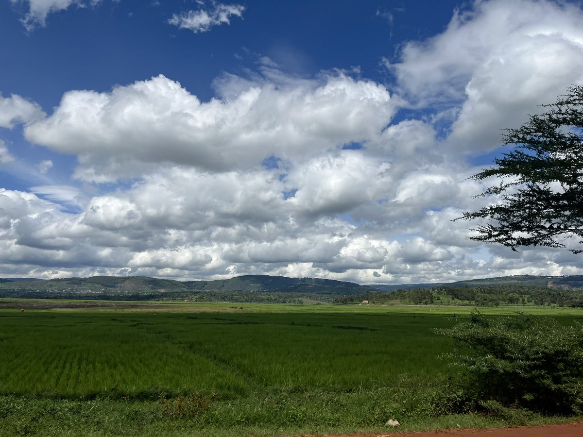 EricRukebesha's tweet image. Every land hold potential to produce much yield. It’s matter of how you manage it. 
#Land 
#Yield