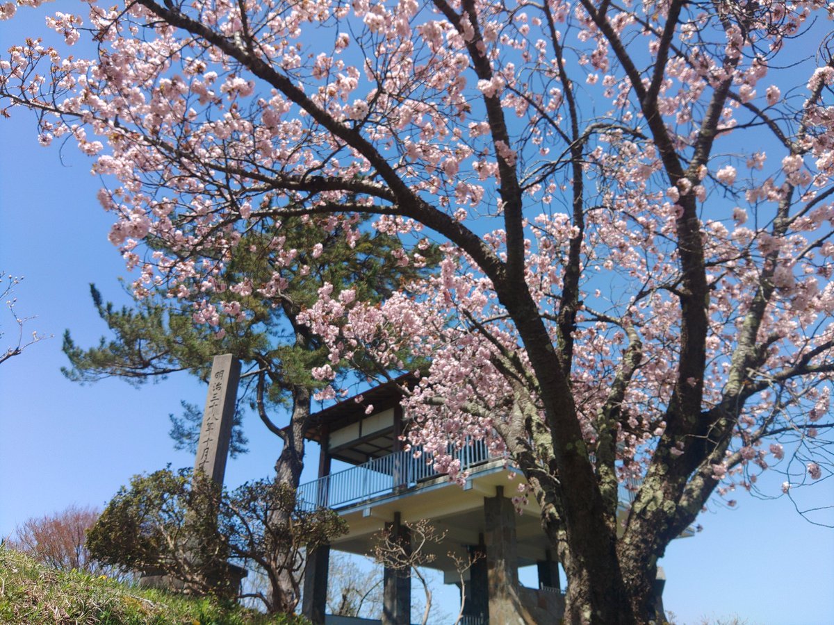 カメさん tweet media