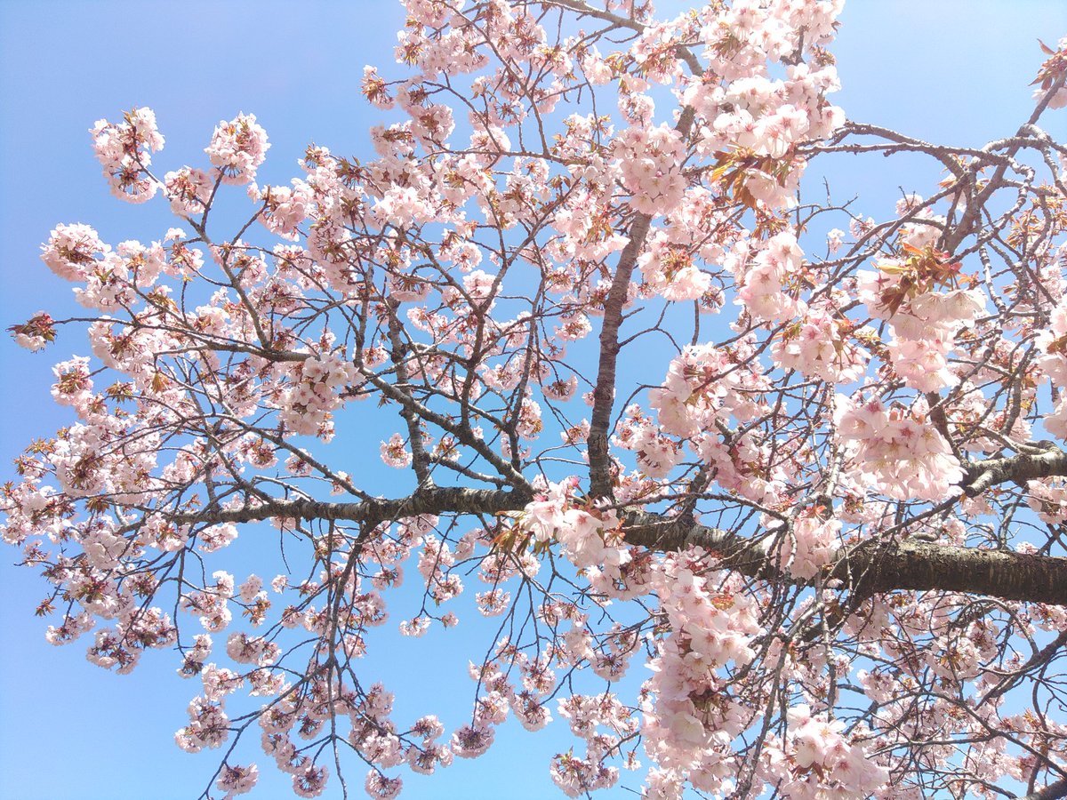 カメさん tweet media