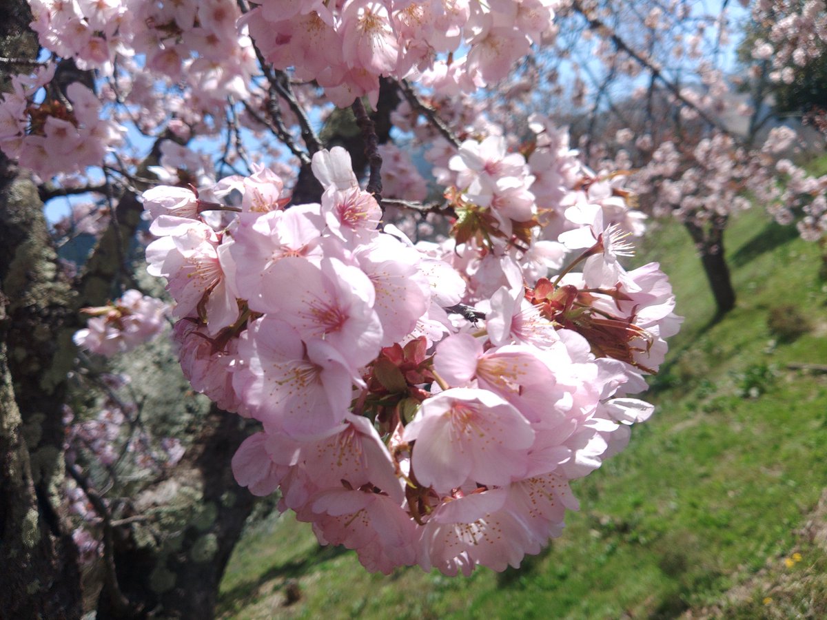 カメさん tweet media