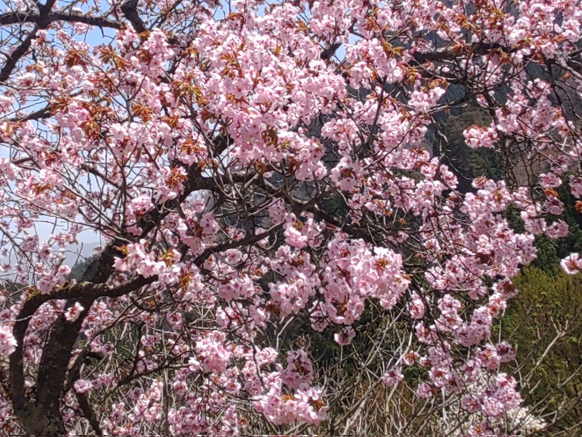 カメさん tweet media