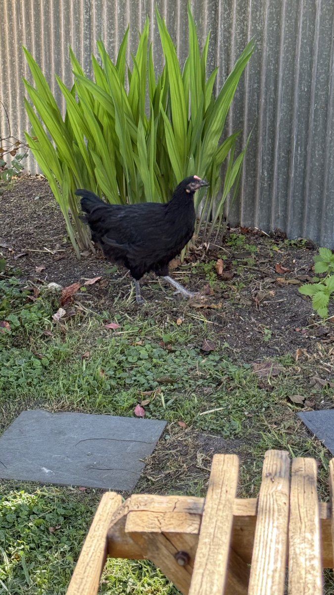 Kez 🏳️‍🌈🏳️‍⚧️✊🏾🐈‍⬛🐈🐓🧡 tweet media