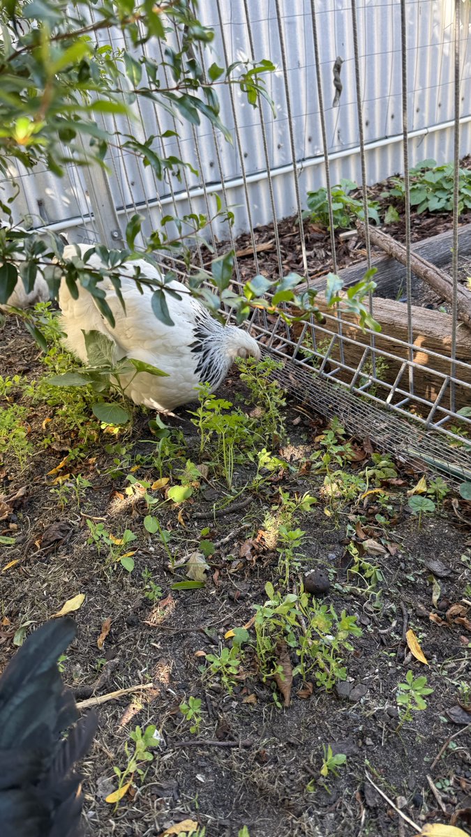 Kez 🏳️‍🌈🏳️‍⚧️✊🏾🐈‍⬛🐈🐓🧡 tweet media