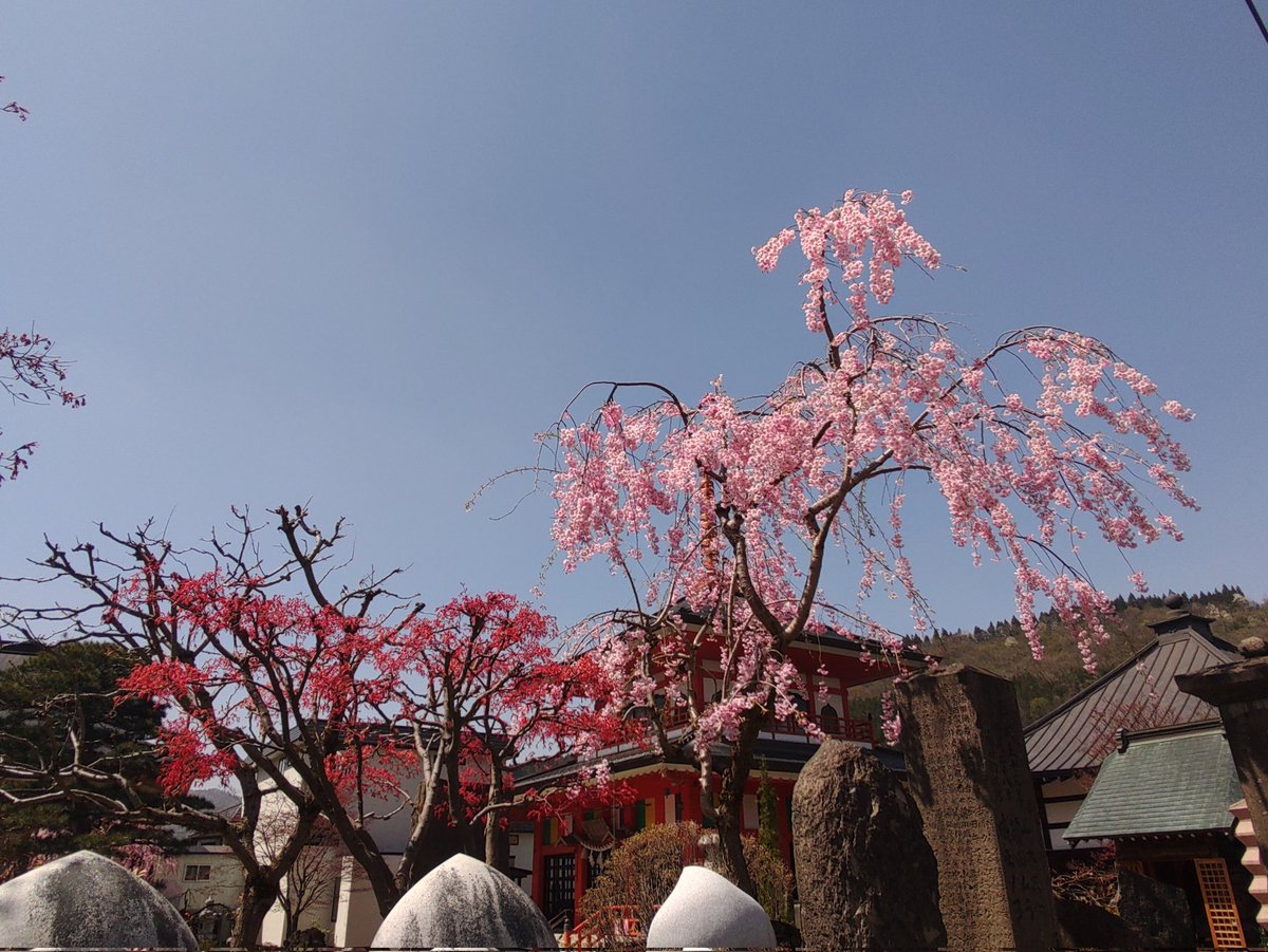 カメさん tweet media