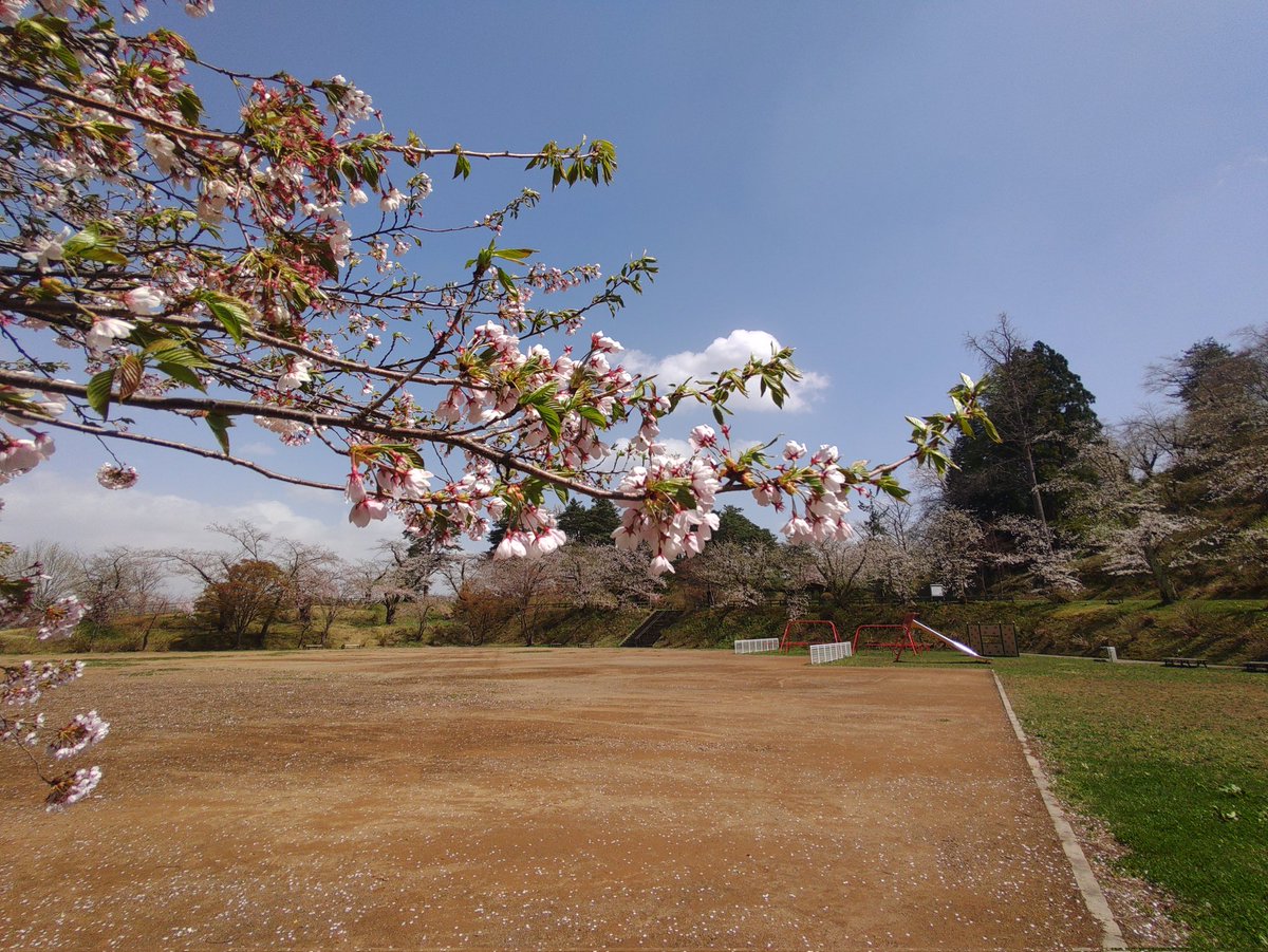 カメさん tweet media