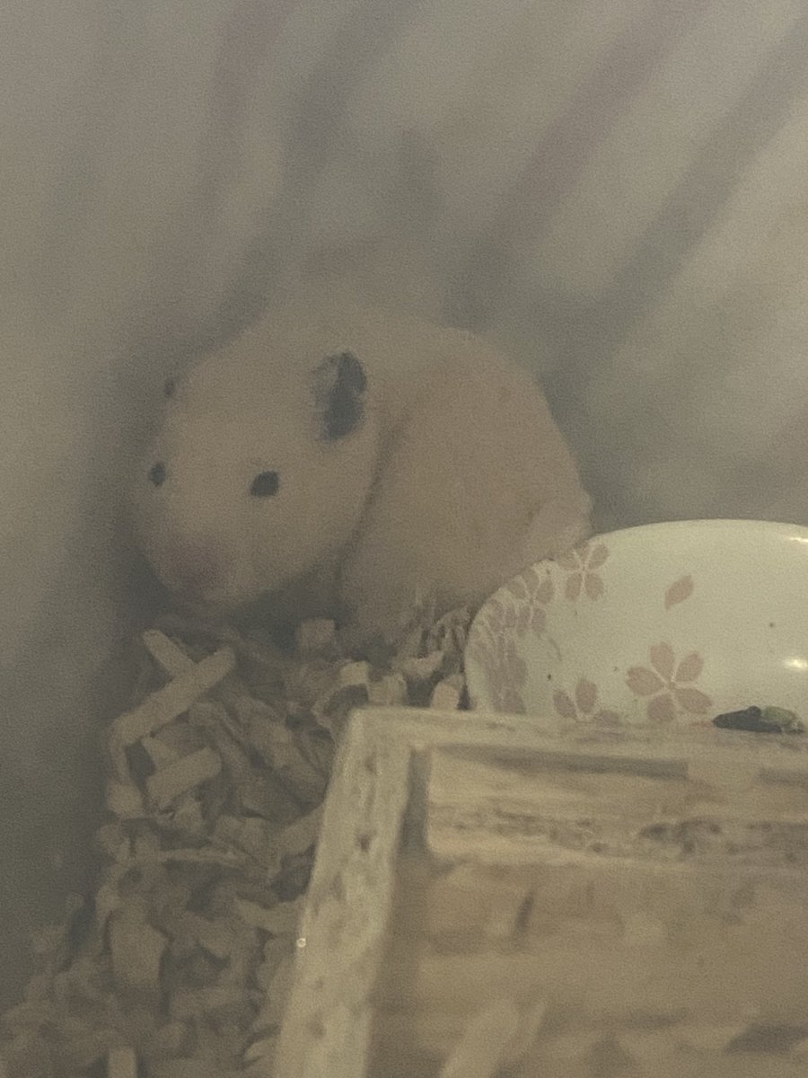 やまま tweet media