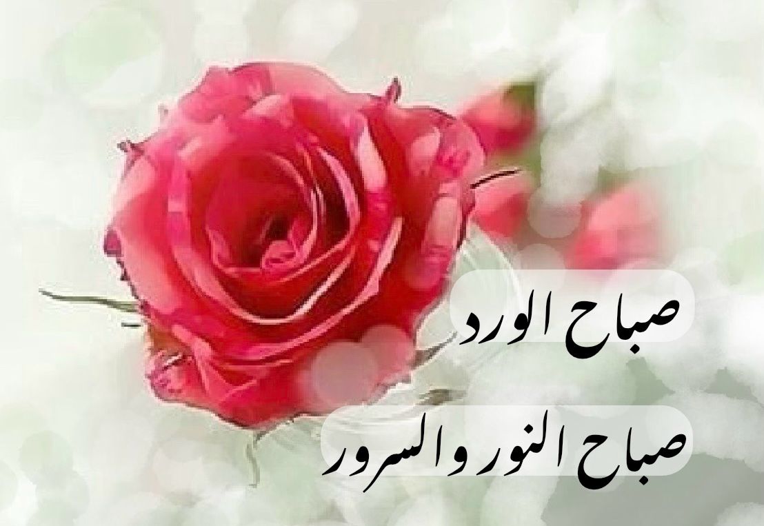 S°•°•°• aljadidi tweet media