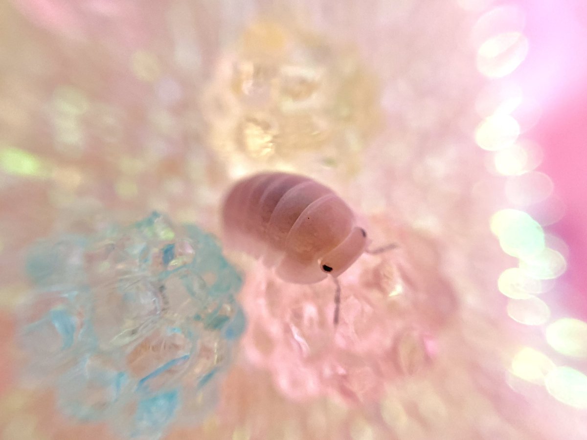 山﨑おしるこ tweet media