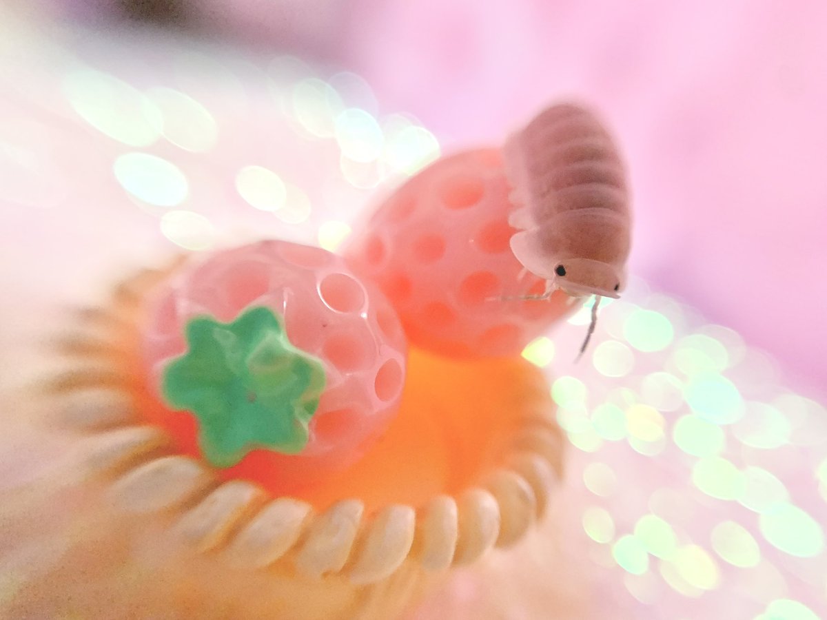 山﨑おしるこ tweet media