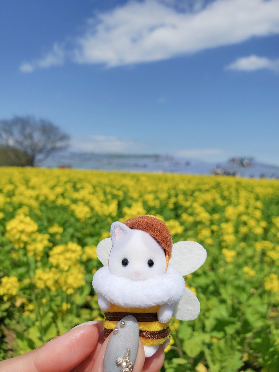 sylchii0_0's tweet photo. いろんなお花とシルバニア🌼🌷
#シルバニア #ひたち海浜公園 https://t.co/pRh5rF9VEK