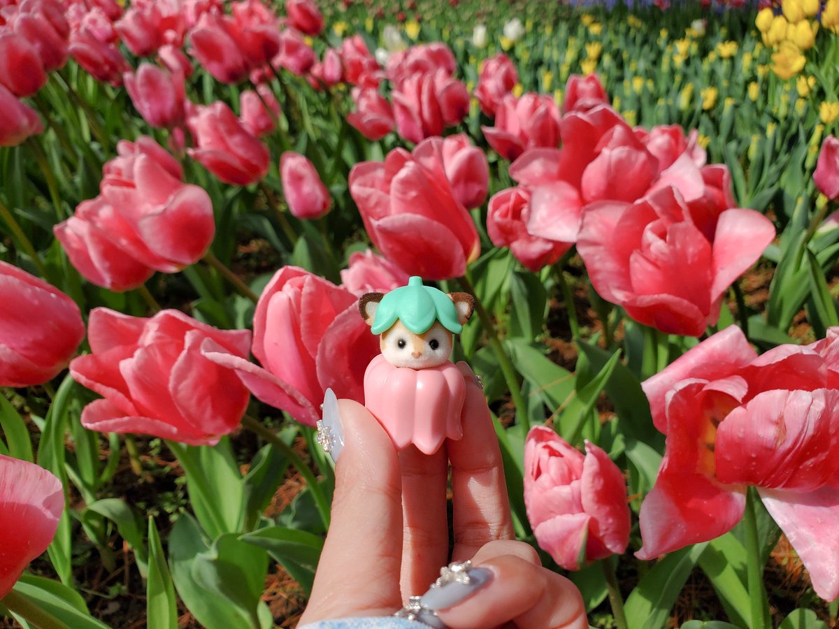 sylchii0_0's tweet photo. いろんなお花とシルバニア🌼🌷
#シルバニア #ひたち海浜公園 https://t.co/pRh5rF9VEK