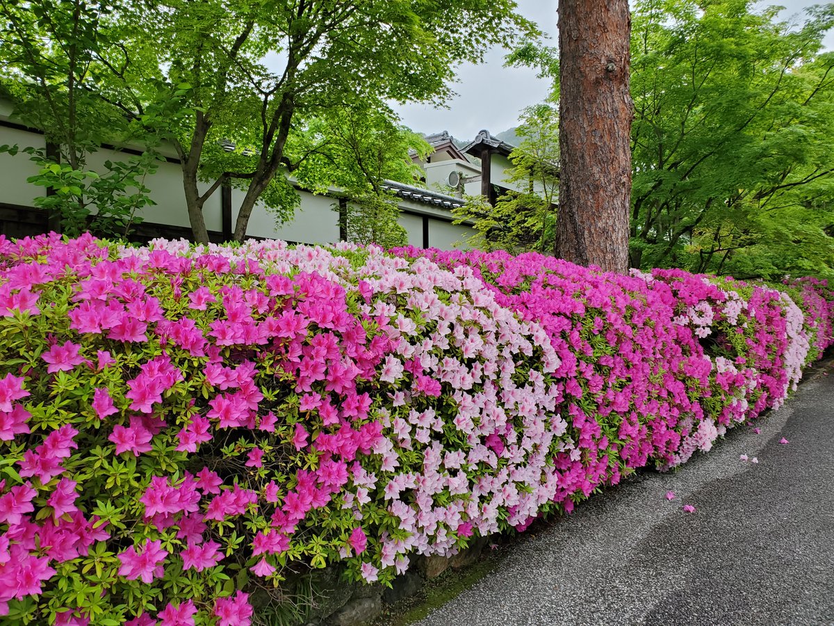 Known as 'tsutsuji' (躑躅/つつじ) in Japanese, azaleas were first cultivated in Japan in the Kamakura period (there are around 40 original varieties).
Their popularity really took off in Edo times, and the flowers can now be found growing in every corner of the city.
#Japan #京都