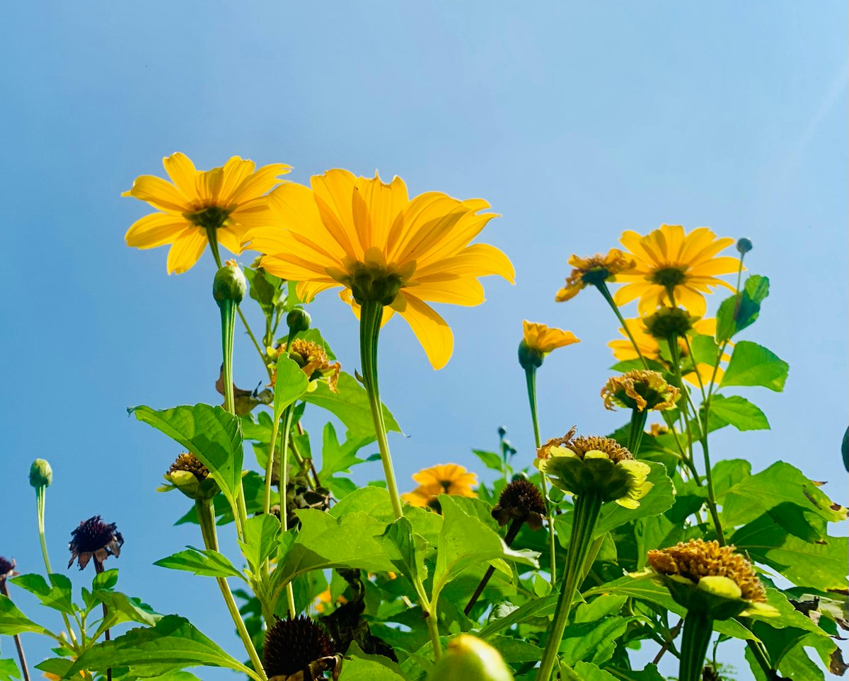 ai shity rohmah tweet media