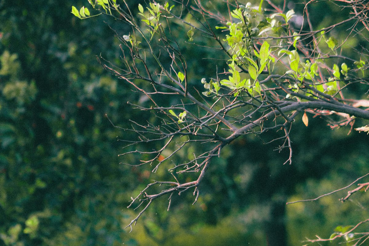 Fugz Token Official tweet media