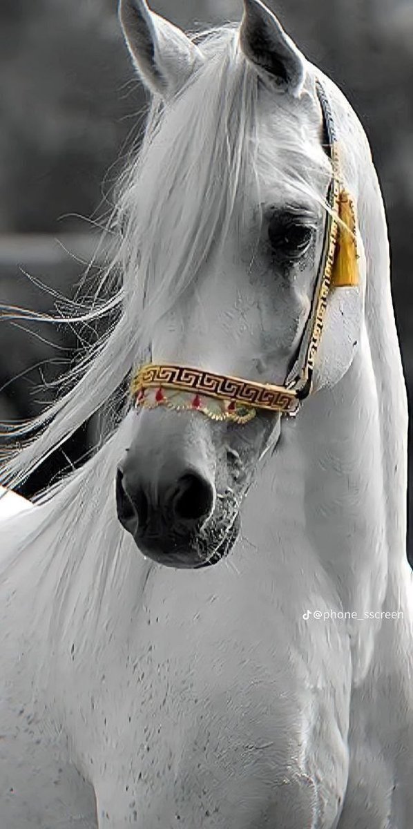 عـزيـز الـنـفـس گ الخيل...، 
يحزن ولا يبوح.. ،يخذل ولا ينكسر..، وكأنه فارس خلق ليحارب وحده دائما...! ♡