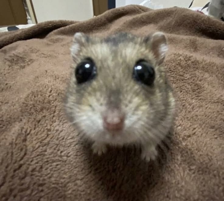 Tweets Of Hamster tweet media