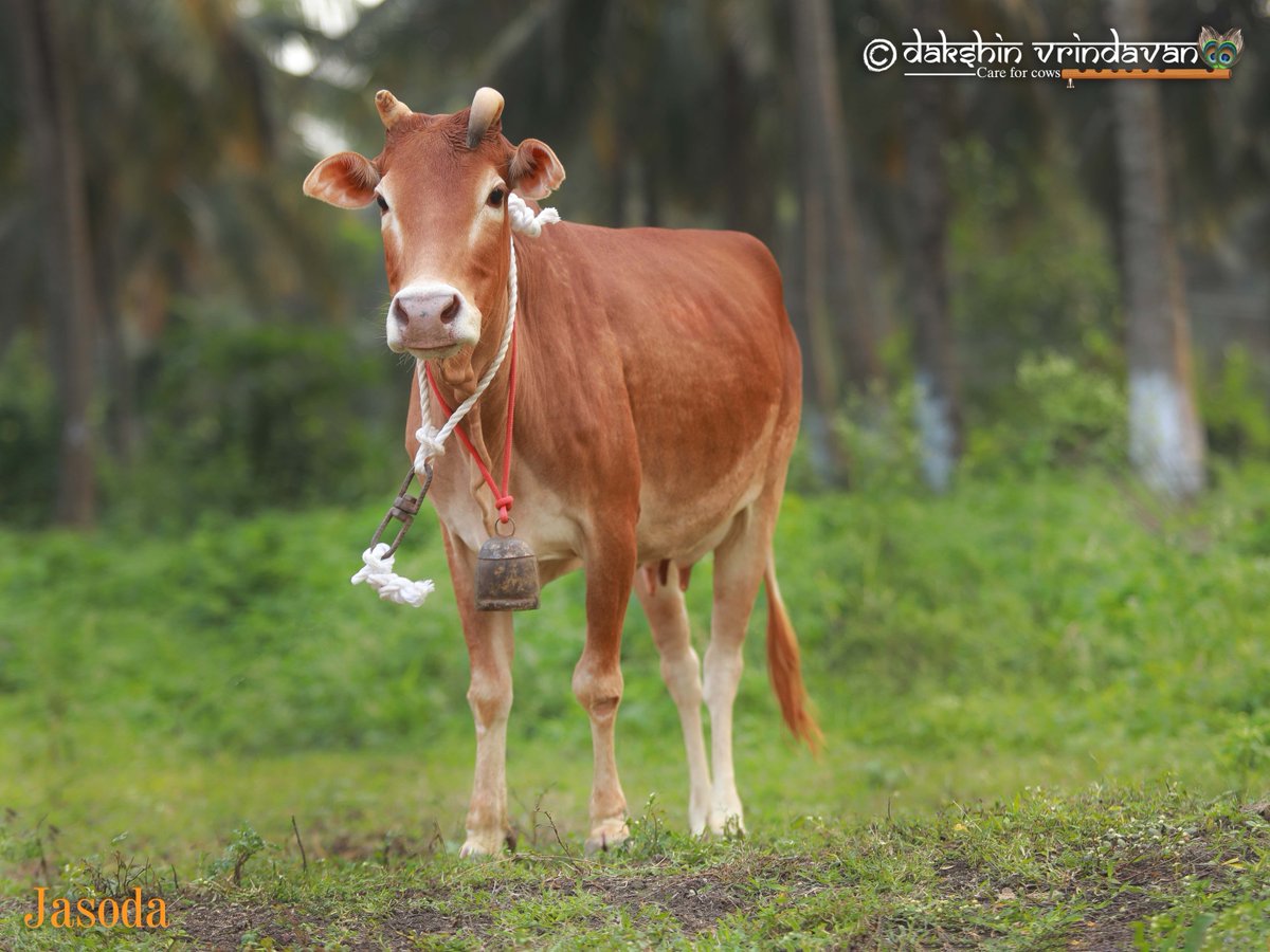daksinvrindavan's tweet photo. Our docile Jasoda.

She is a very loving and humble cow who is so considerate and compassionate that you need to meet her to really understand.

Yet her past life was anything but hard and cruel.
She was born in a village in Kerala.
She is a dwarf cow belonging to the vechur breed.

She gave very little milk and thus, was about to be sold to butchers.
She along with her calf was saved.

Jasoda is adopted by Sonal @sonal20112 ji.