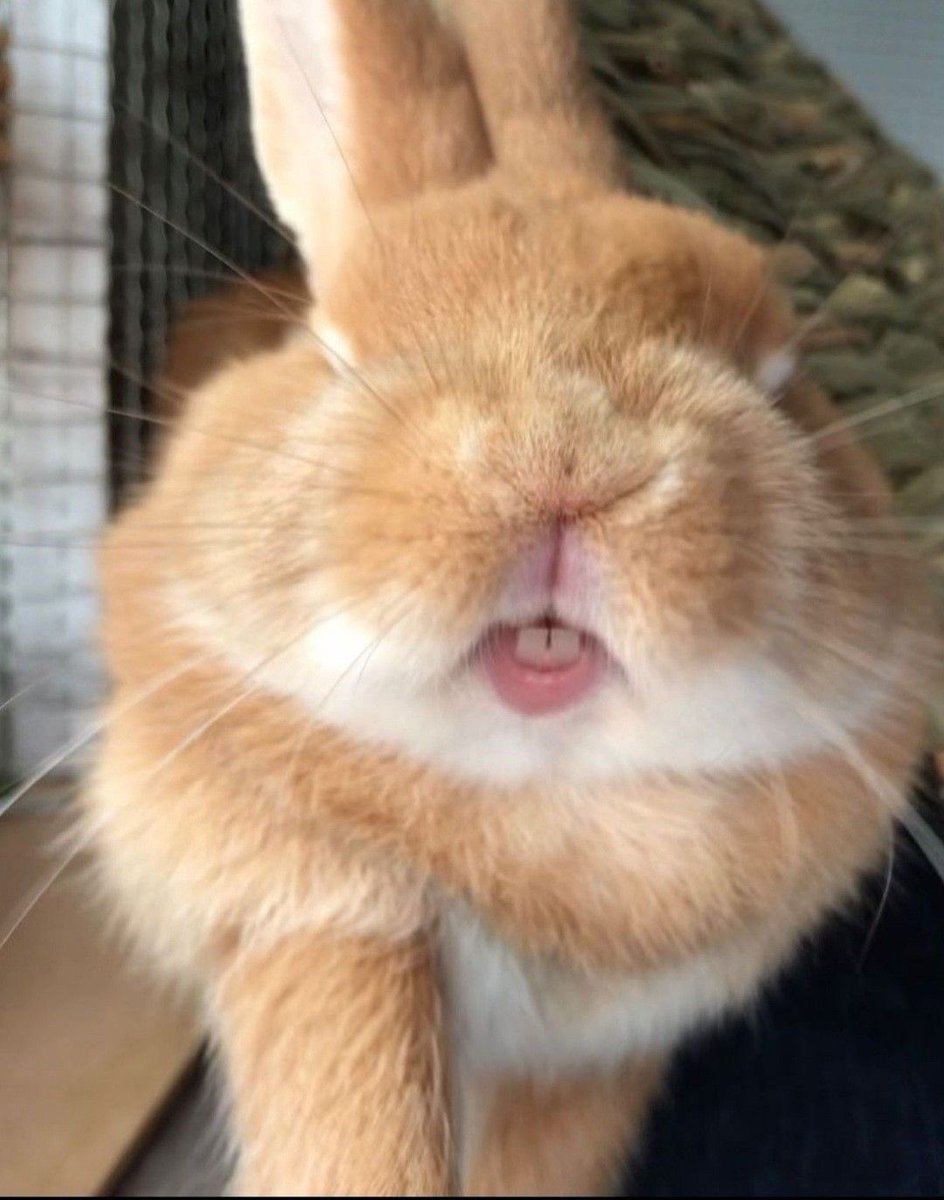 pawsxahof's tweet image. I can’t help but see him as a bunny,🐰💖

#AHOF #아홉
#즈언 #CHIHEN