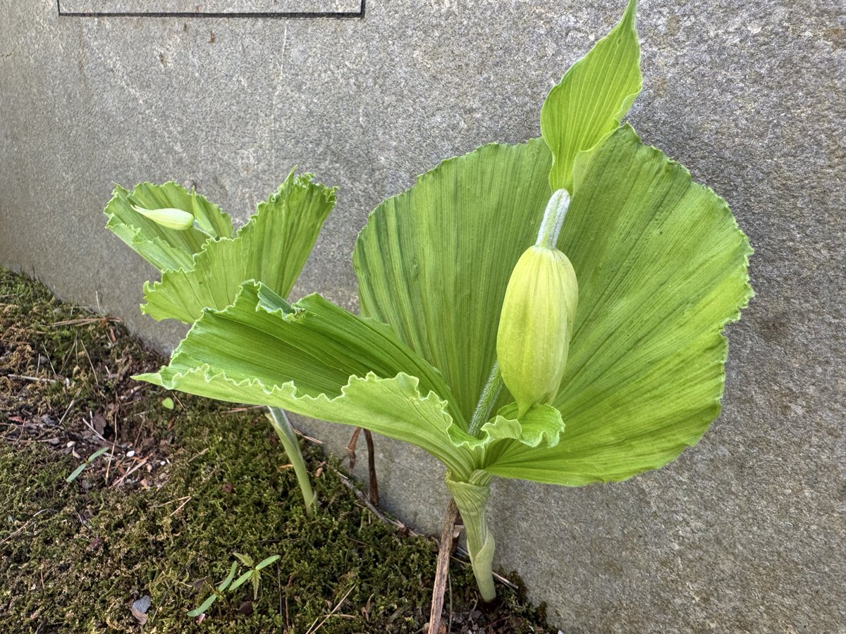 山本不動尊 tweet media