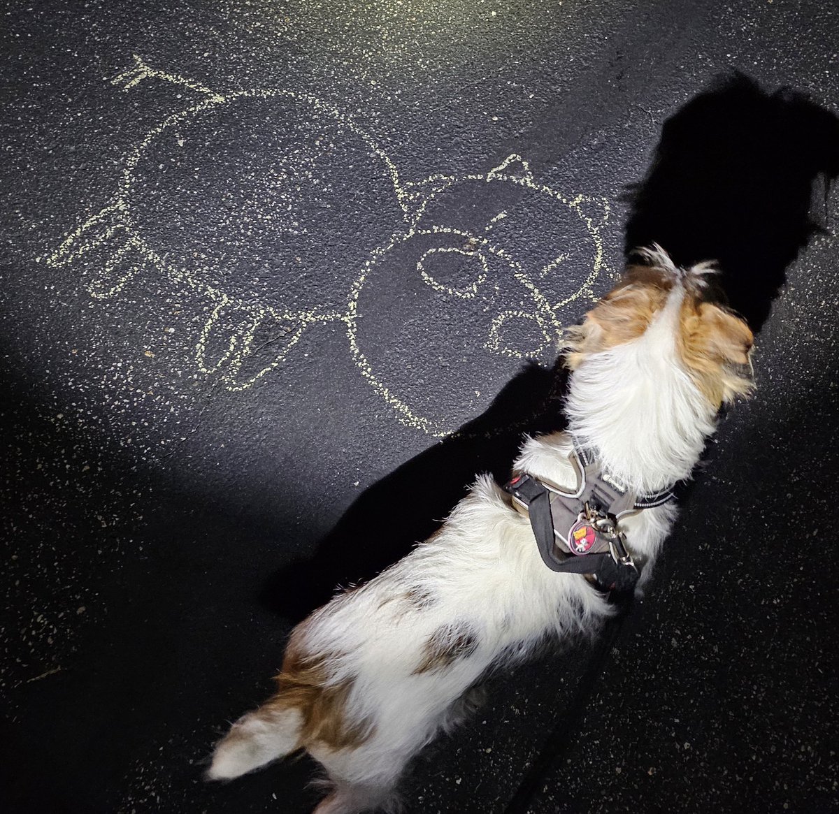 7bergie's tweet photo. Bertie reporting in: Night Patrol revealed more curious markings on drivway! What could it mean?! Patrols have been hampered due to high water! Conditions are slowly improving! Stay safe! Keep your head above water! #ZSHQ https://t.co/zLnby58cfA