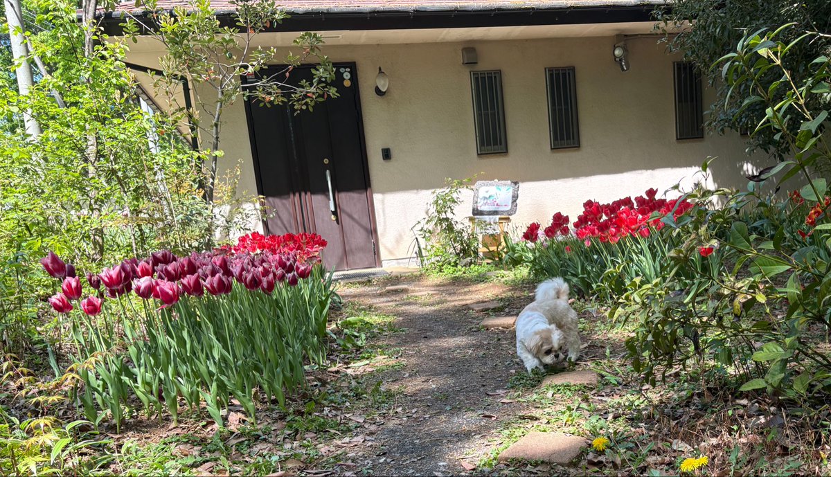 キャンディ tweet media