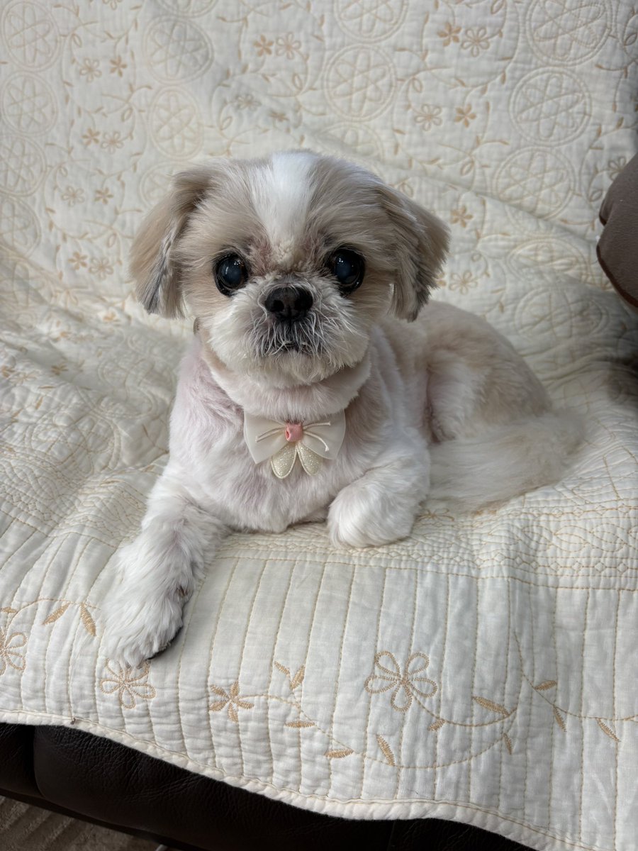 キャンディ tweet media