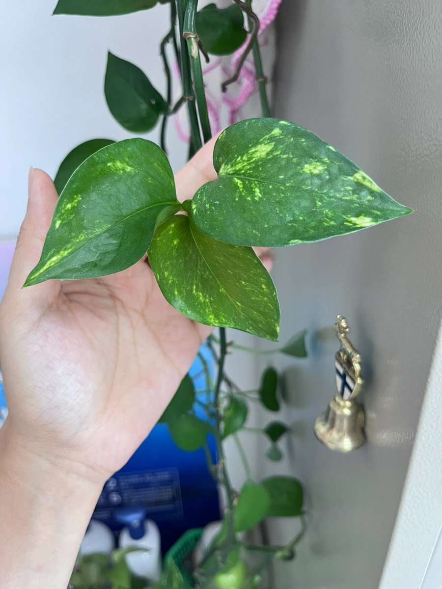 enis3535351's tweet image. "When your intern asks ‘Who’s the real boss here’ and the office plant slowly turns its leaves toward you.  #OfficeVibes #PlantPower"