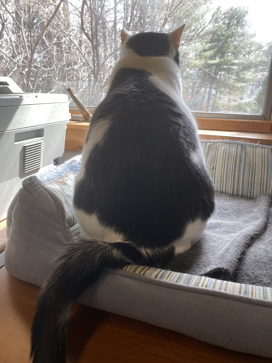 Lynn Nichols 🐝 🚉 🍎🥥🌴 tweet media