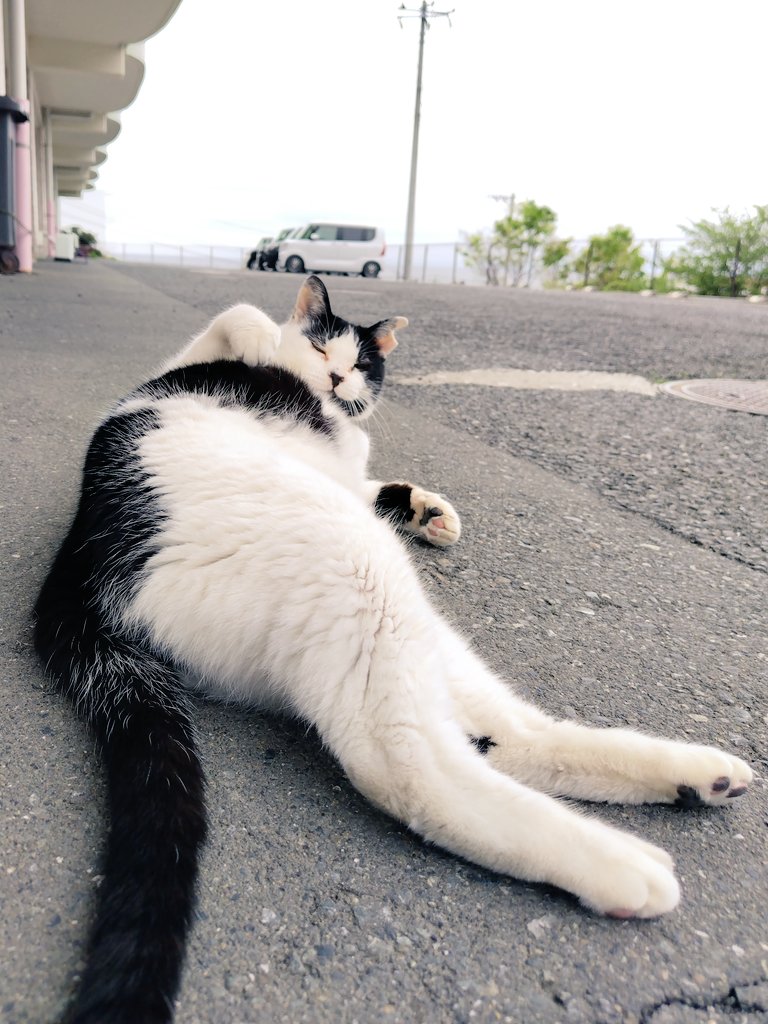 マック&シュンカナ-054🐈‍⬛🐈️ tweet media