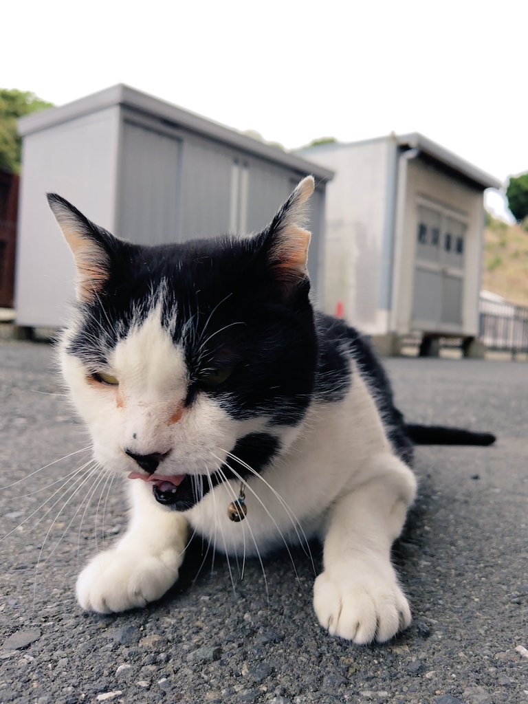 マック&シュンカナ-054🐈‍⬛🐈️ tweet media