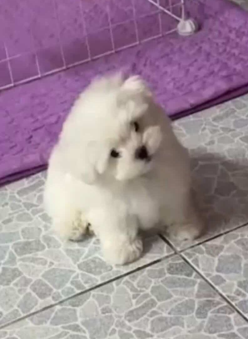 sass(y) ʚ♡⃛ɞ tweet media