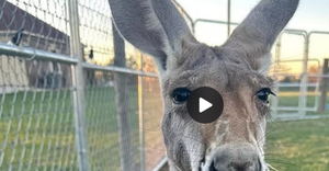 Bingley_gtw's tweet image. 🚨 Trending 🚨

📈 FDV 5MIN 💹 +$22.4K(+77.05%) 
💫 - $JFR
🌟 - DF94prEH4AXMC3Me5Dx4md98BP8RyAiUBiW4C4448oQN
💰 𝐌𝐜𝐚𝐩 - 51.9K
🎯 TOP CALL 👉👉 OKAI.HK/ALpha ⬅️
🔃- Access advanced charting tools -🔃