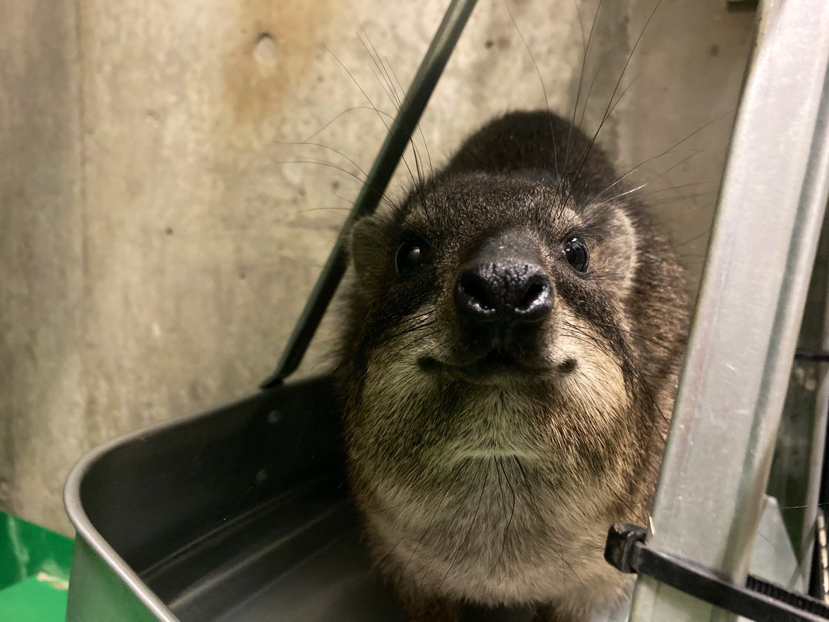 タカオ福山動物園（福山市立動物園） tweet media