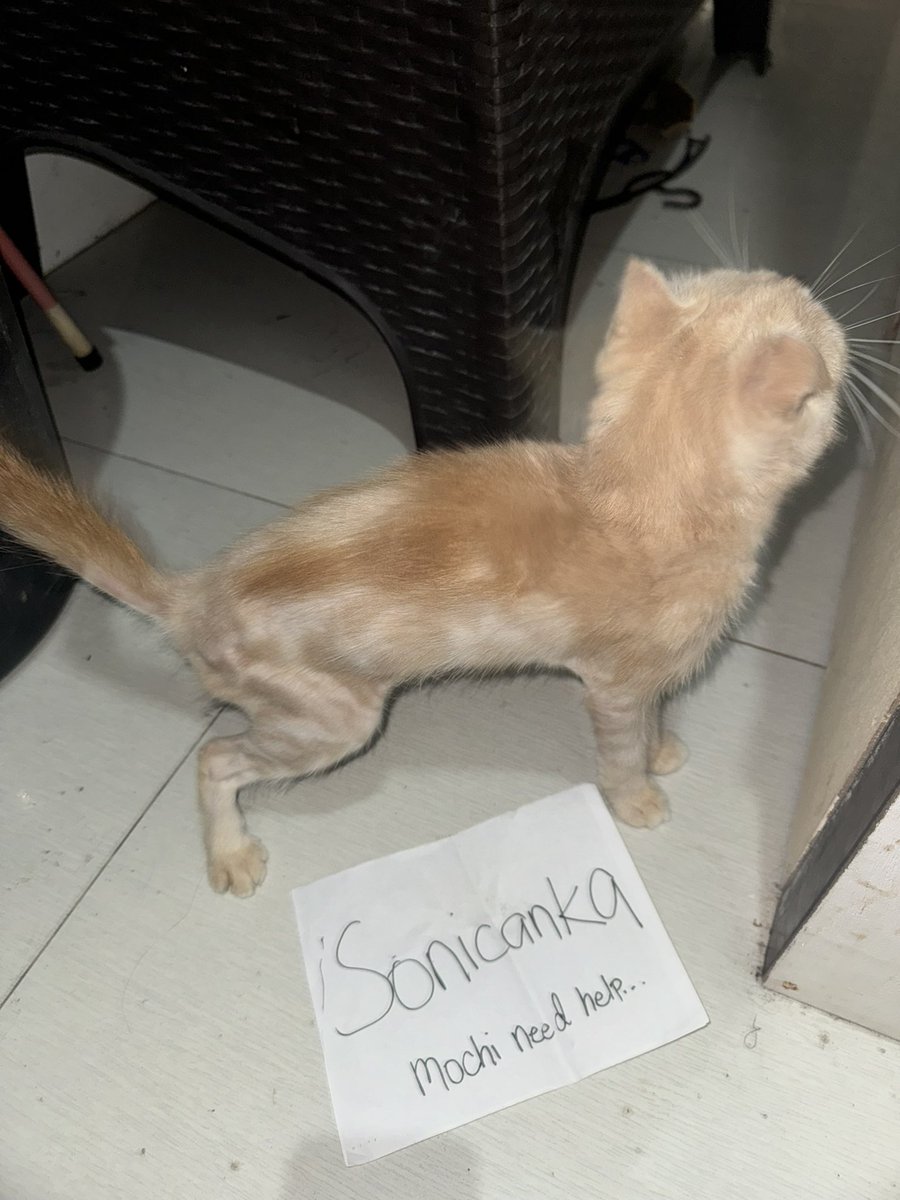 Sonican tweet media